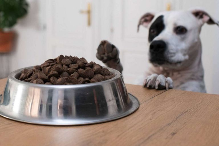 El nuevo pienso hipoalergénico para evitar problemas de salud en perros y gatos de Ginqo - corporate.es