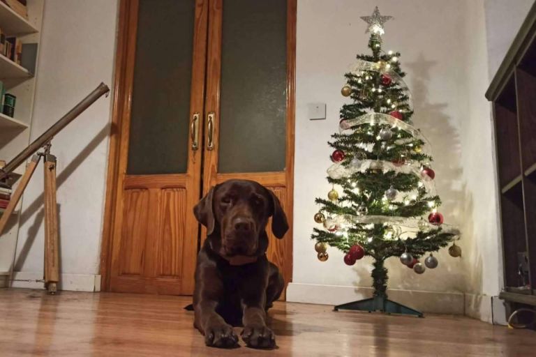 La importancia del bienestar animal durante las navidades, de la mano de Asociación Española de Perros de Apoyo - corporate.es