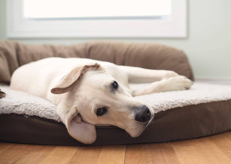 Beneficios de la cama viscoelástica para perros de ParaPerrosyGatos - corporate.es