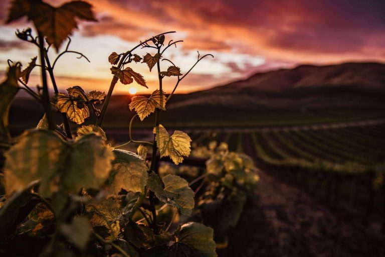 La calidad de los vinos aumenta gracias a la tecnología - corporate.es