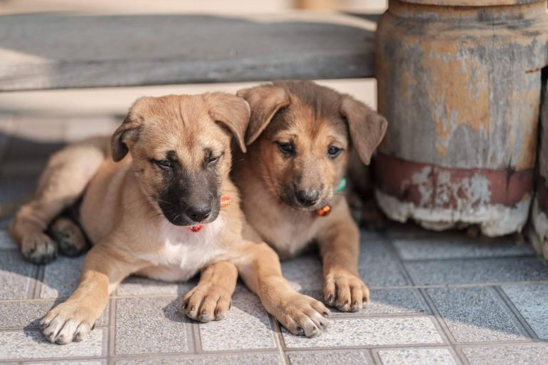La Central del Cachorro, expertos criadores de perros - corporate.es