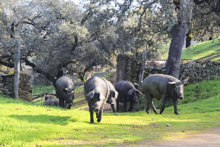 Los embutidos ibéricos de calidad galardonada, con Segundín - corporate.es