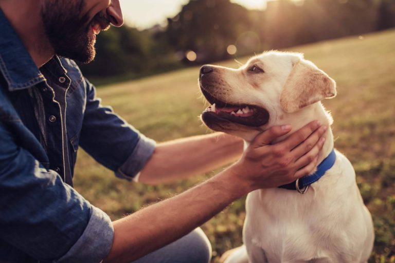 Mooiza Flex habla del cuidado de las articulaciones en perros mayores - corporate.es