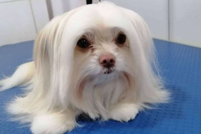 Oh My Pet abre su nueva peluquería canina en San Miguel, Santiago de Chile - corporate.es