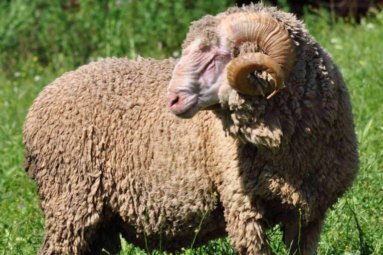 ¿Por qué es tan singular la lana de oveja Merina? - corporate.es