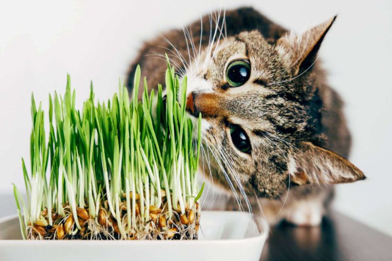 ¿Qué hacer ante las plantas tóxicas para gatos (incluso en Navidad)? - corporate.es